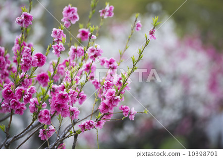 桃樹（樹蔭） 10398701