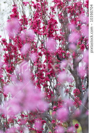 Peach tree (shade) Peach tree (shade) 10398704