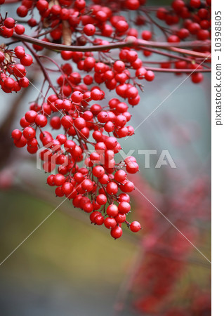 Nandina fruit　 10398805
