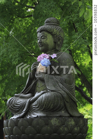 繡球花的繡球花 繡球花的繡球花 10398832