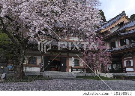 Cherry blossoms at Hase Temple Cherry blossoms at Hase Temple 10398893
