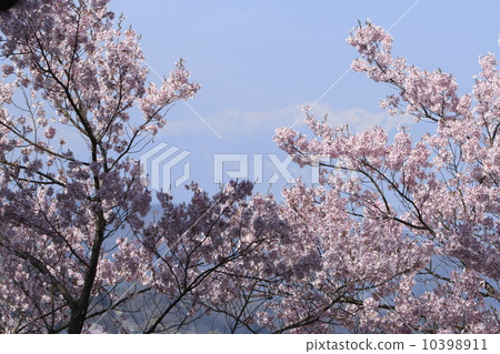 Cherry blossoms of Takati Castle 10398911
