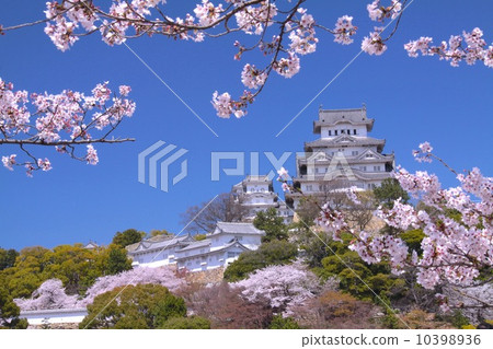 "World cultural heritage" "National treasure" Himeji Castle and cherry blossoms in full bloom "World cultural heritage" "National treasure" Himeji Castle and cherry blossoms in full bloom 10398936