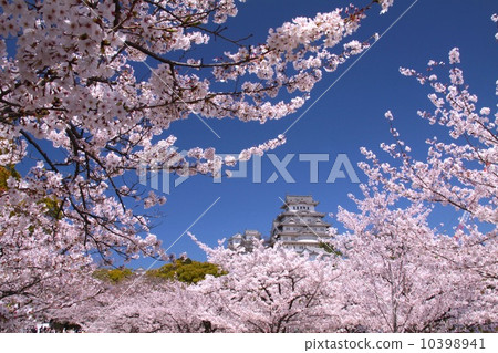 "World cultural heritage" "National treasure" Himeji Castle and cherry blossoms in full bloom "World cultural heritage" "National treasure" Himeji Castle and cherry blossoms in full bloom 10398941