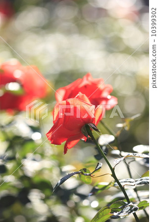 鎌倉文學博物館的玫瑰 10399302