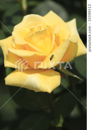 鎌倉文學博物館的玫瑰 10399313