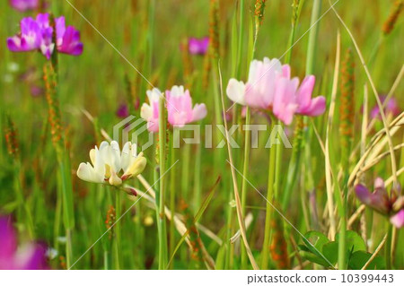 不尋常的白色花朵 10399443