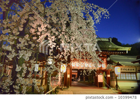 Hirano寺廟在夜櫻桃樹 10399478
