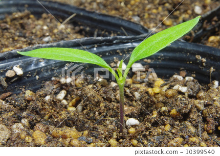 Germination of green peppers Germination of green peppers 10399540