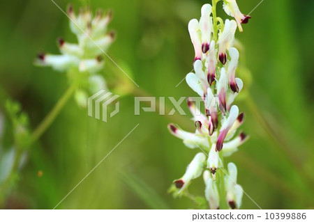 False Kalaxa Keman 10399886