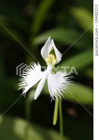 Sagisou Sagisou 10400315