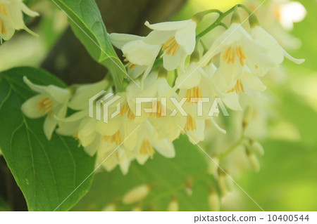 Bodhi tree flower in early summer Bodhi tree flower in early summer 10400544