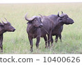 稀樹草原的布法羅 10400626