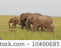 走在大草原的非洲大象 10400685