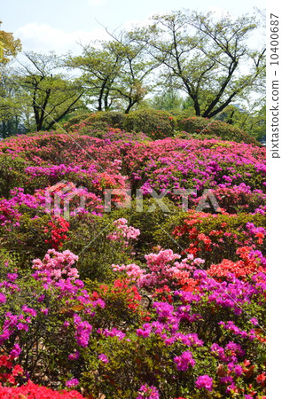 在久負盛名的“久留米杜鵑花”(Ukima Park /二橋 - 板橋區,東京都) 在久負盛名的“久留米杜鵑花”(Ukima Park /二橋 - 板橋區,東京都) 10400687