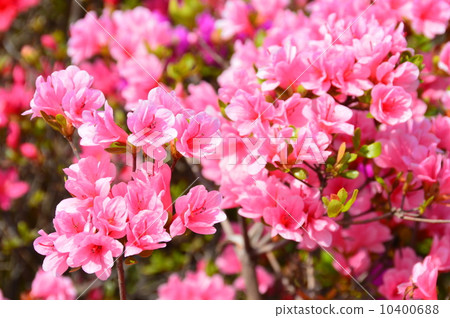 淡粉色“久留米杜鵑花”（Ukima Park / Ukima，Kita-ku，Tokyo Funato） 10400688