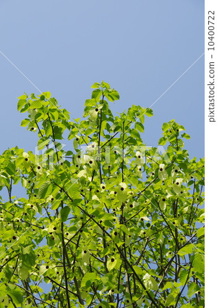 Handkerchief tree 10400722