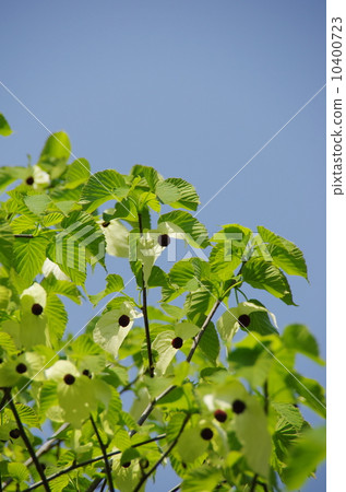 Handkerchief tree 10400723