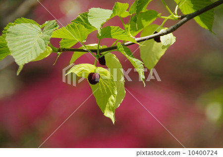 Handkerchief tree 10400724