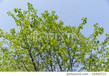 Handkerchief tree 10400725