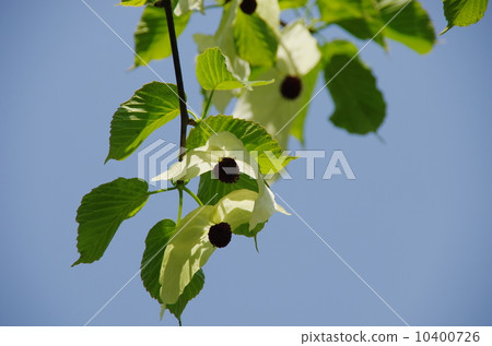 Handkerchief tree 10400726