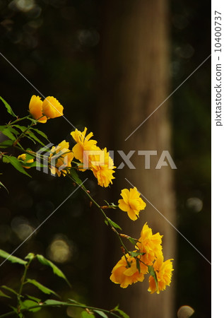 八重山歌舞伎 10400737