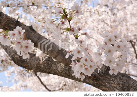 Cherry Blossoms	 10400858