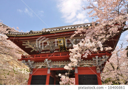Cherry Blossoms	 10400861