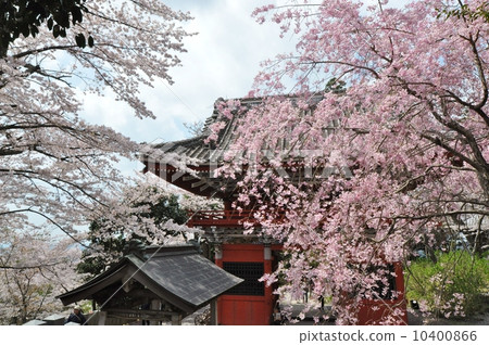 櫻桃樹 櫻桃樹 10400866