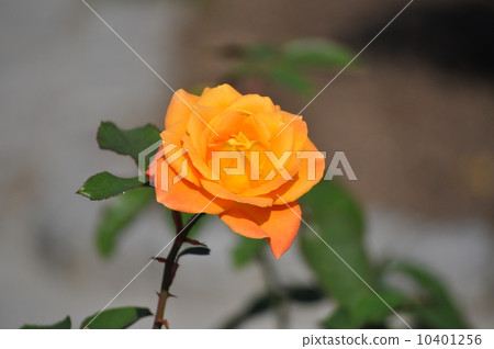 紀念品de安妮弗蘭克盛開 10401256