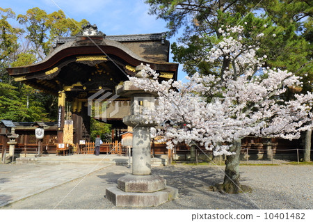 京都豐國神社櫻花和Tamen門 10401482