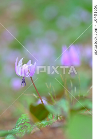 春天短暫的花 春天短暫的花 10401656