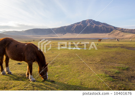 Horses of Kusousenri 10401676