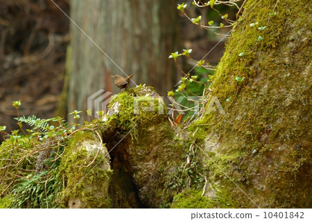 清潔流動的鳥類 10401842