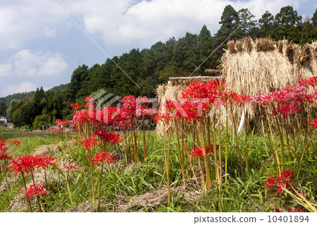 Autumn of Sagano 10401894