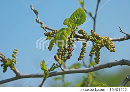 Mulberry flowers 10401922