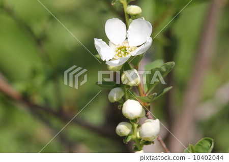 Riki Ume 10402044