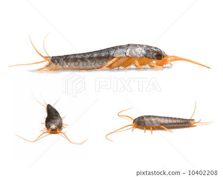 Silverfish - Lepisma saccharina isolated on white Silverfish - Lepisma saccharina isolated on white 10402208