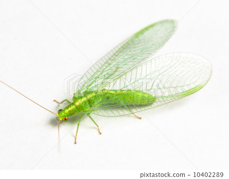 Chrysopidae green lacewing Chrysopidae green lacewing 10402289
