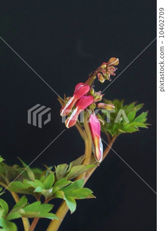 Flower of unusual shape · Flower buds of Kentucky bowl like black bait back vertical position like a sea bream hanging on a fishing rod 10402709