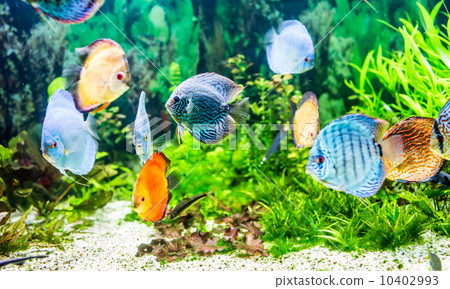 Symphysodon discus Symphysodon discus 10402993