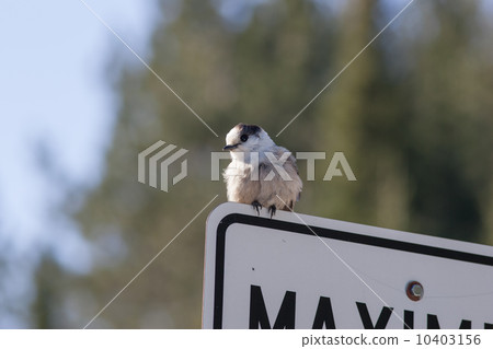 格雷傑伊，格雷傑伊 10403156