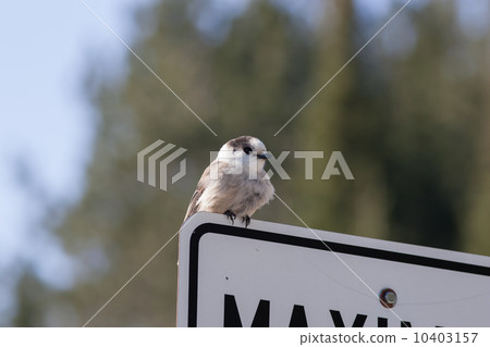 格雷傑伊，格雷傑伊 10403157