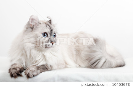 White American Curl cat. Closeup studio photo 10403678
