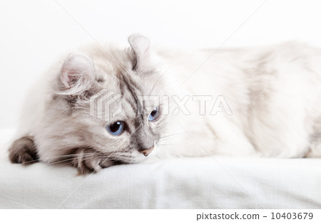 White American Curl cat. Close-up studio photo 10403679