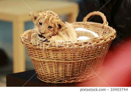 獅子的寶貝 10403744