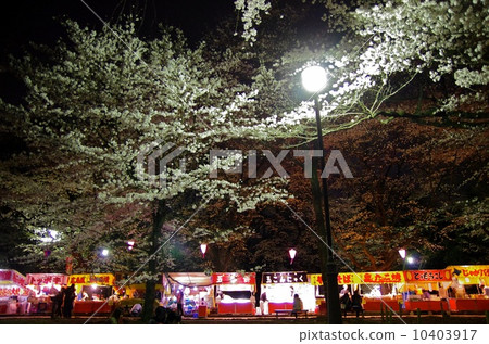 Night cherry blossom viewing day 10403917