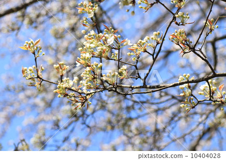 Yamanashi's flower 10404028
