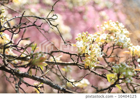 Yamanashi's flower 10404125