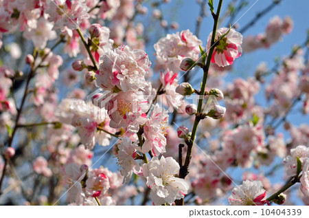 樹·Genepe桃子玫瑰家庭 樹·Genepe桃子玫瑰家庭 10404339